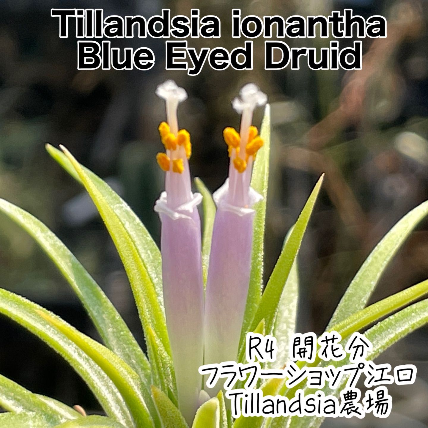 子株* チランジア イオナンタ ブルーアイドドルイド Tillandsia 子株* チランジア イオナンタ ブルーアイドドルイド Tillandsia