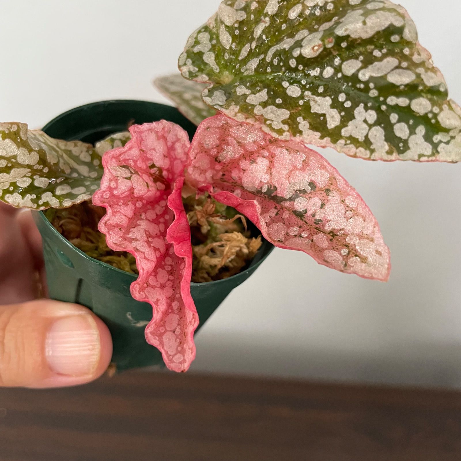 1 Begonia  Capped pink ベゴニア スノーキャップド ベゴニア スノーキャップド 斑入り Begonia Snow capped