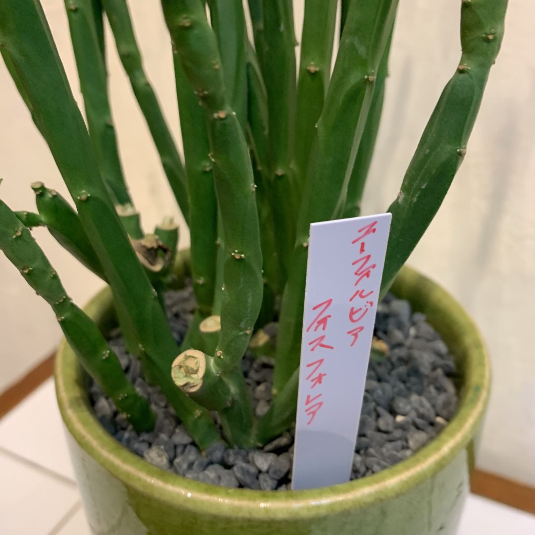 希少❗️現品のみ ユーフォルビア❤️フォスフォレア 陶器鉢入り