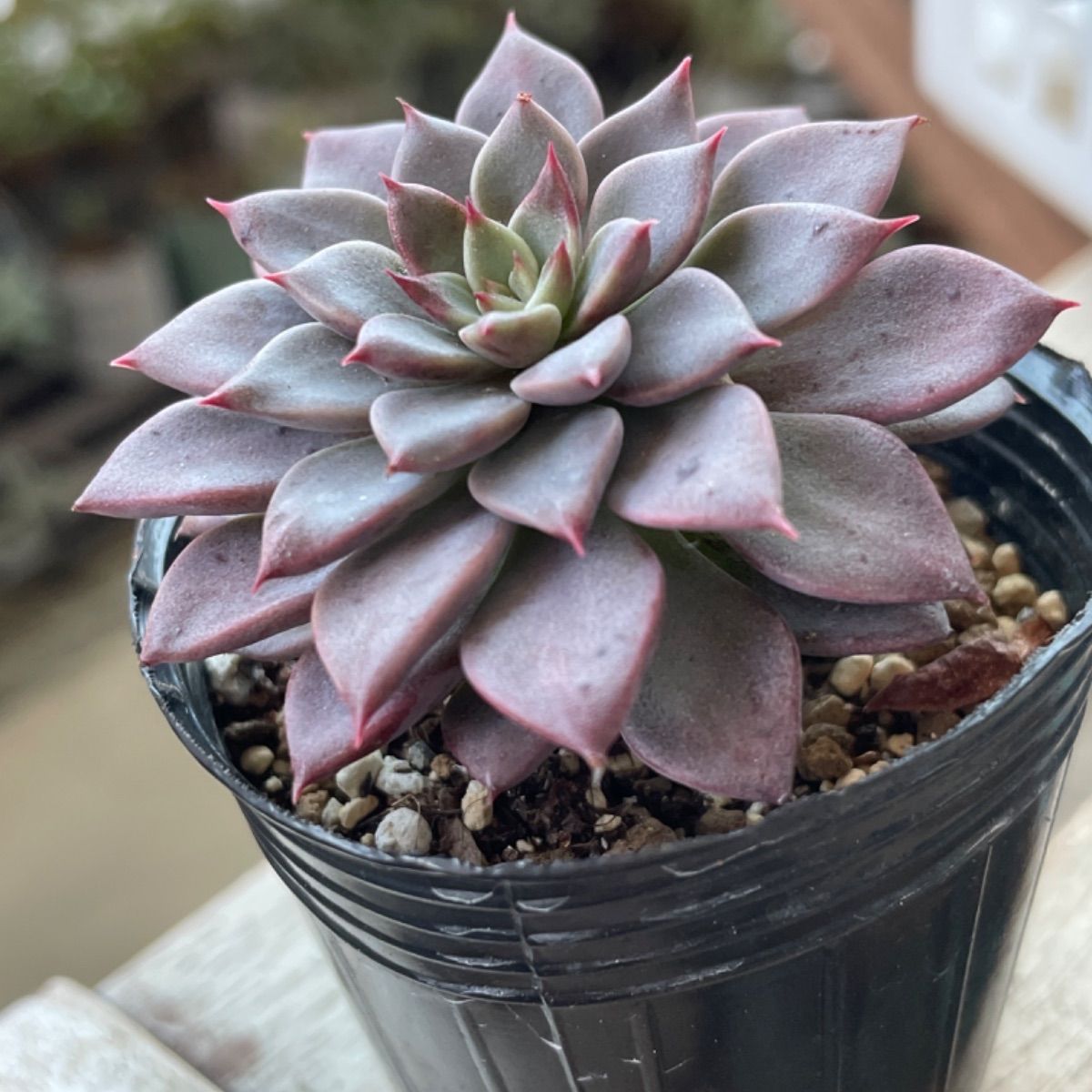 エルメス❣️札付き❗️多肉植物 抜き苗 - メルカリ
