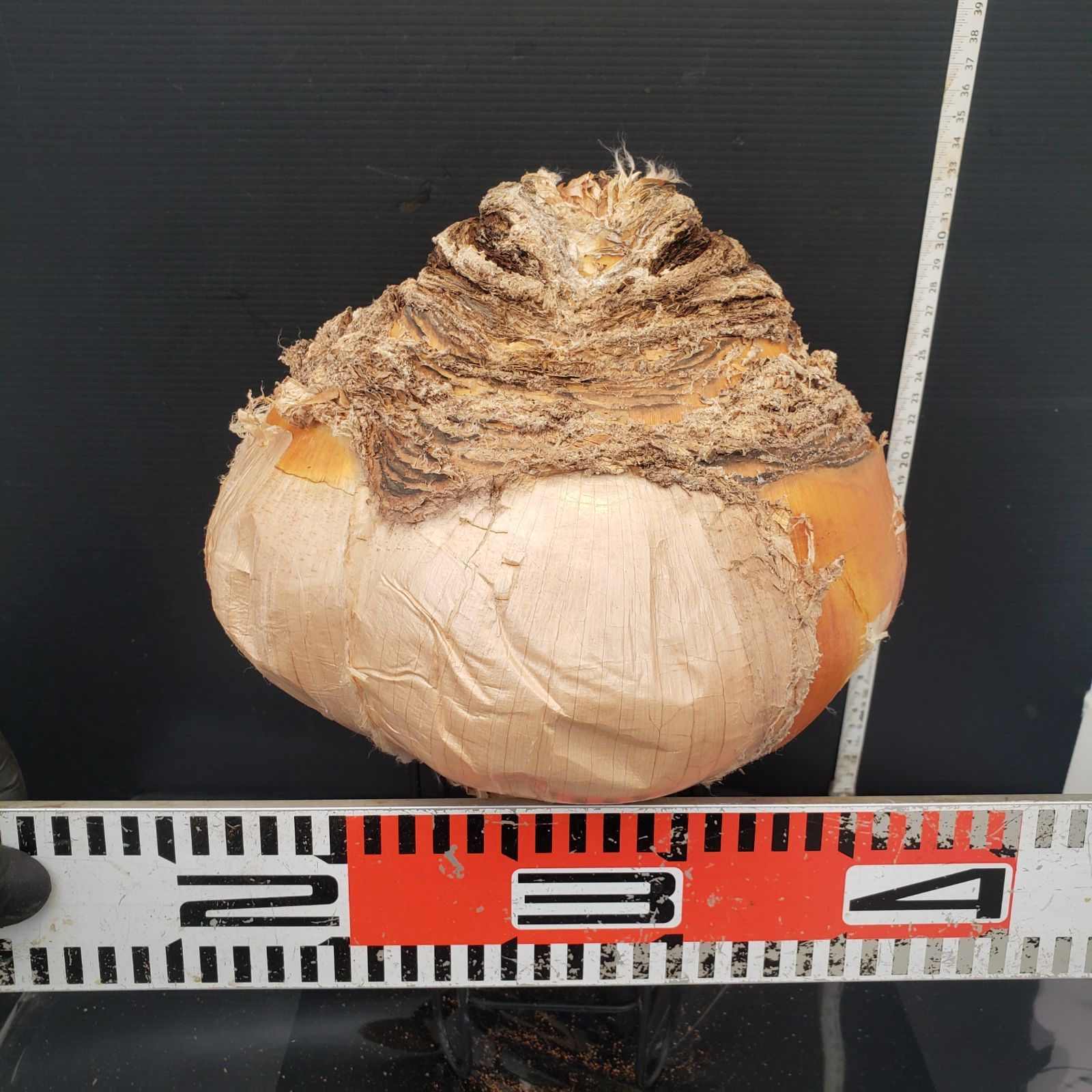 ハエマンソイデス ML