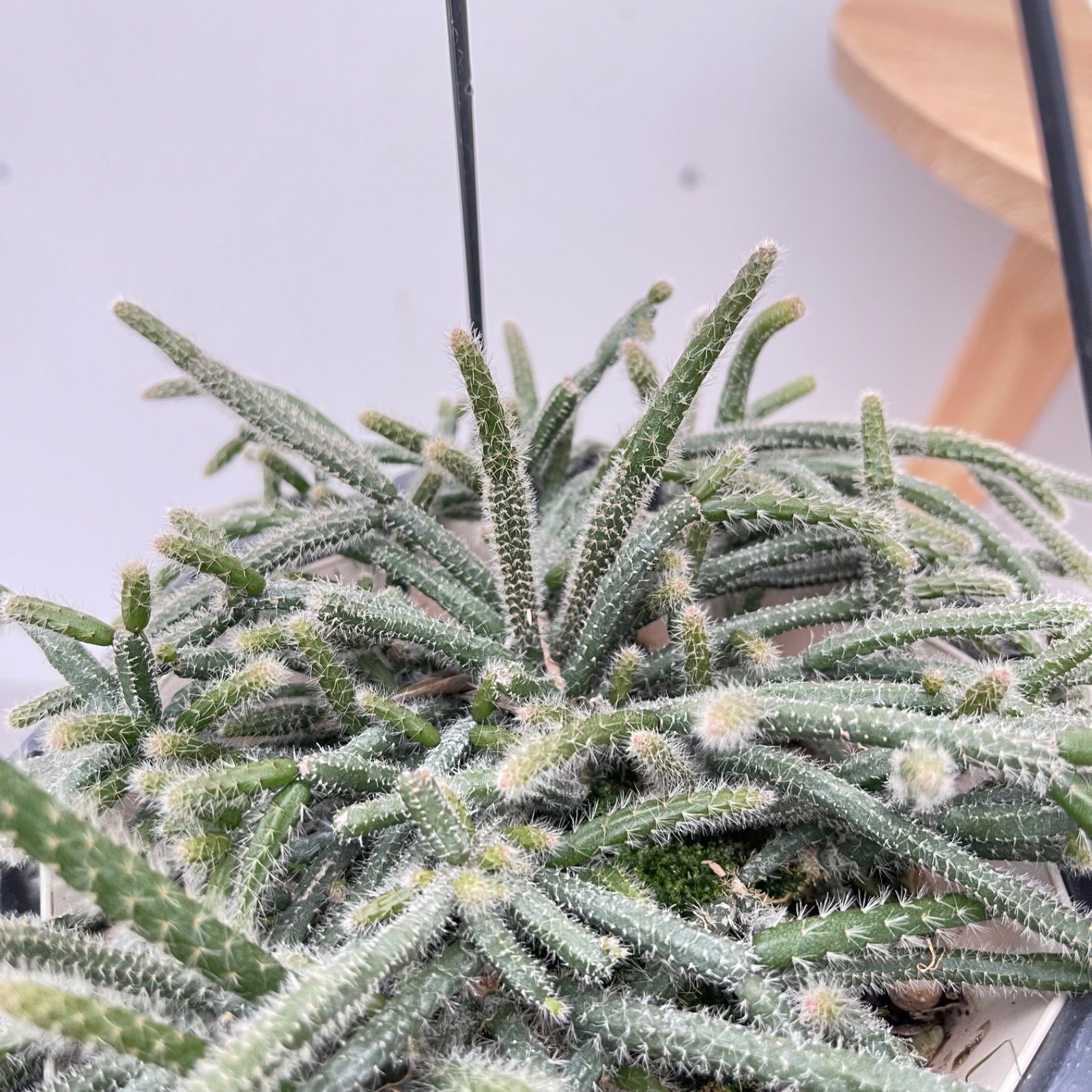 現品］リプサリス ピロカルパ 観葉植物 室内 蔓性 かわいい 吊り