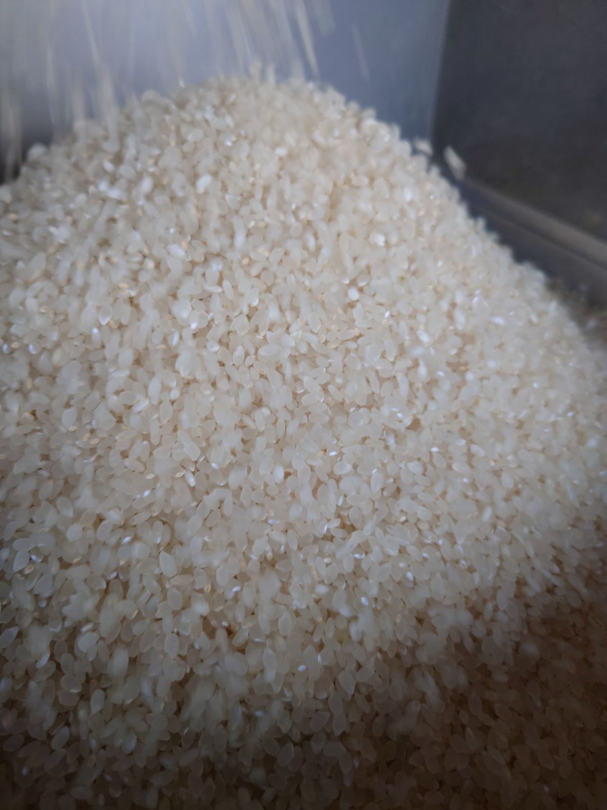 令和6年 新米！精米無料！玄米15キロ 栃木県大田原 黒羽産コシヒカリ 15㎏