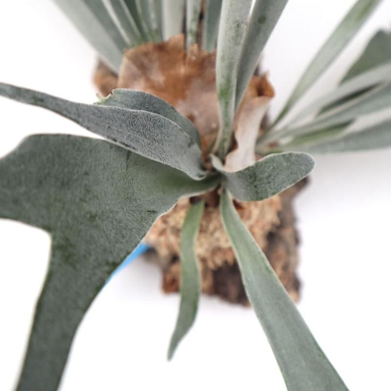 798 ビカクシダ ビーチー ベイチーヴィーチーP. Veitchii コルク付