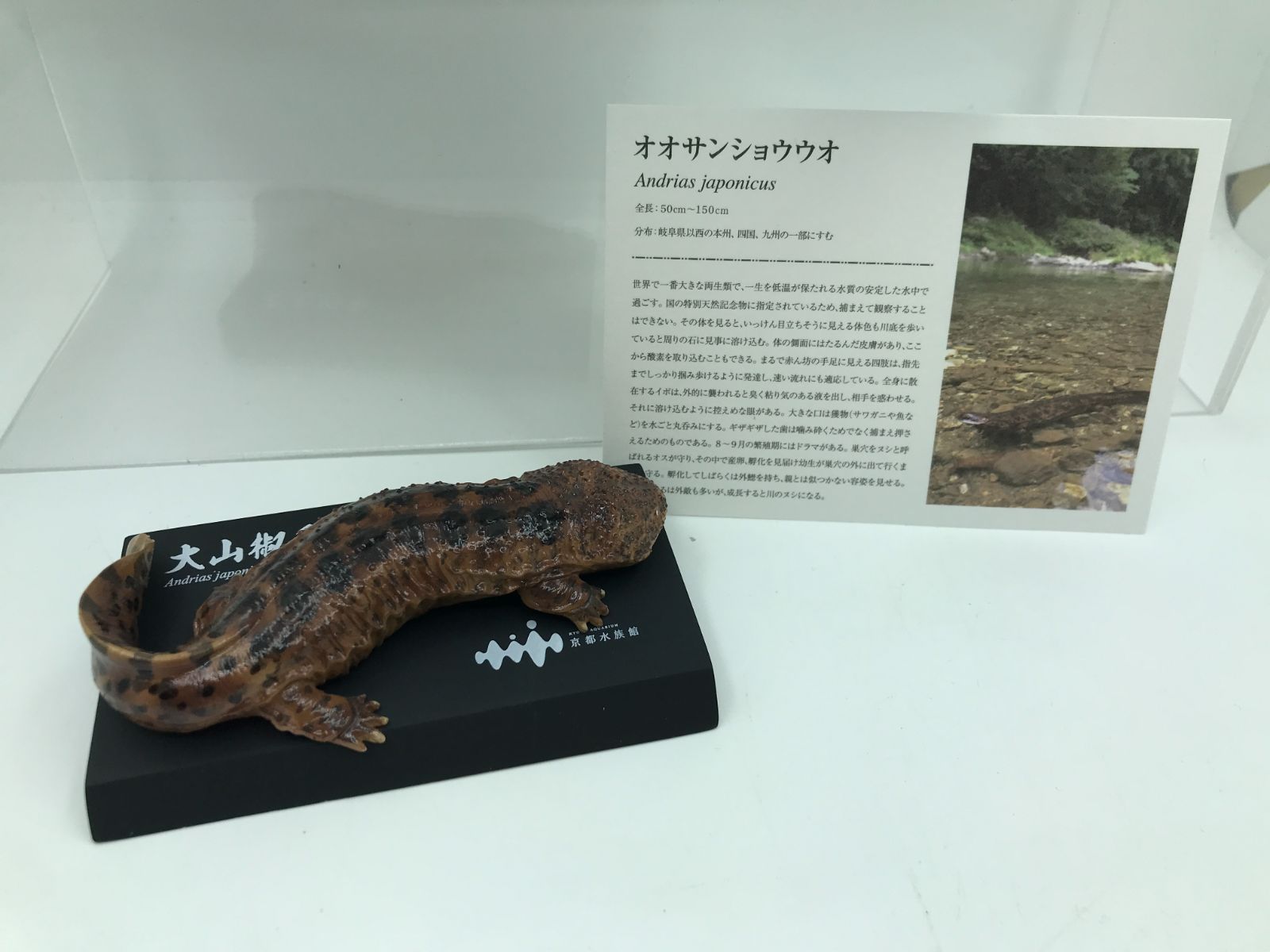 Amazon.co.jp: 海洋 堂 京都水族館限定フィギュア オオ