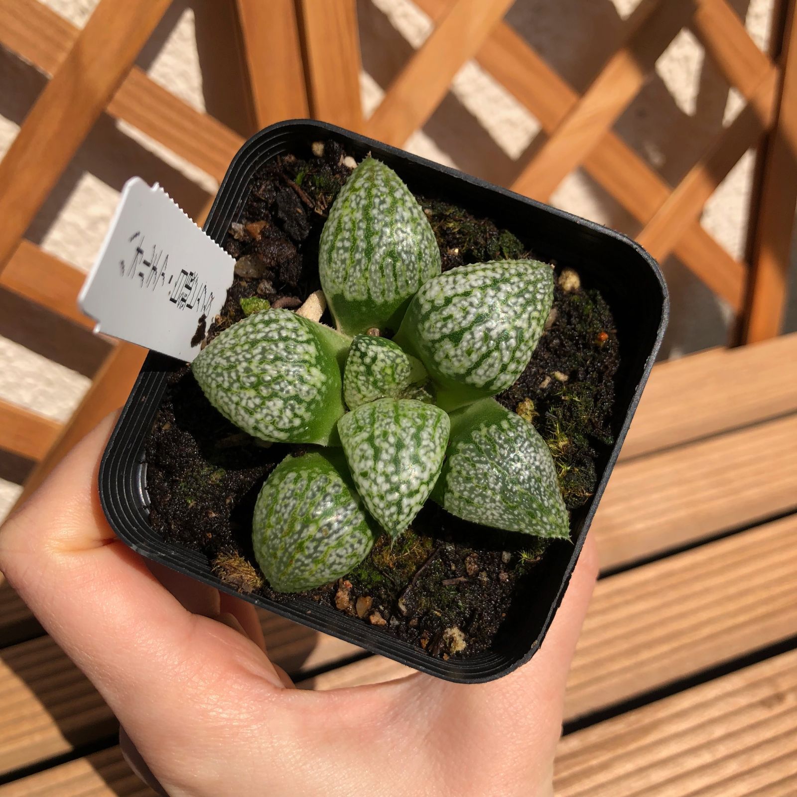 19E 多肉植物 ハオルチア パンドラピクタ錦糊斑 親本 □ピクタ パンドラ錦実生 実生 未繁殖 【多肉植物 Haworthia