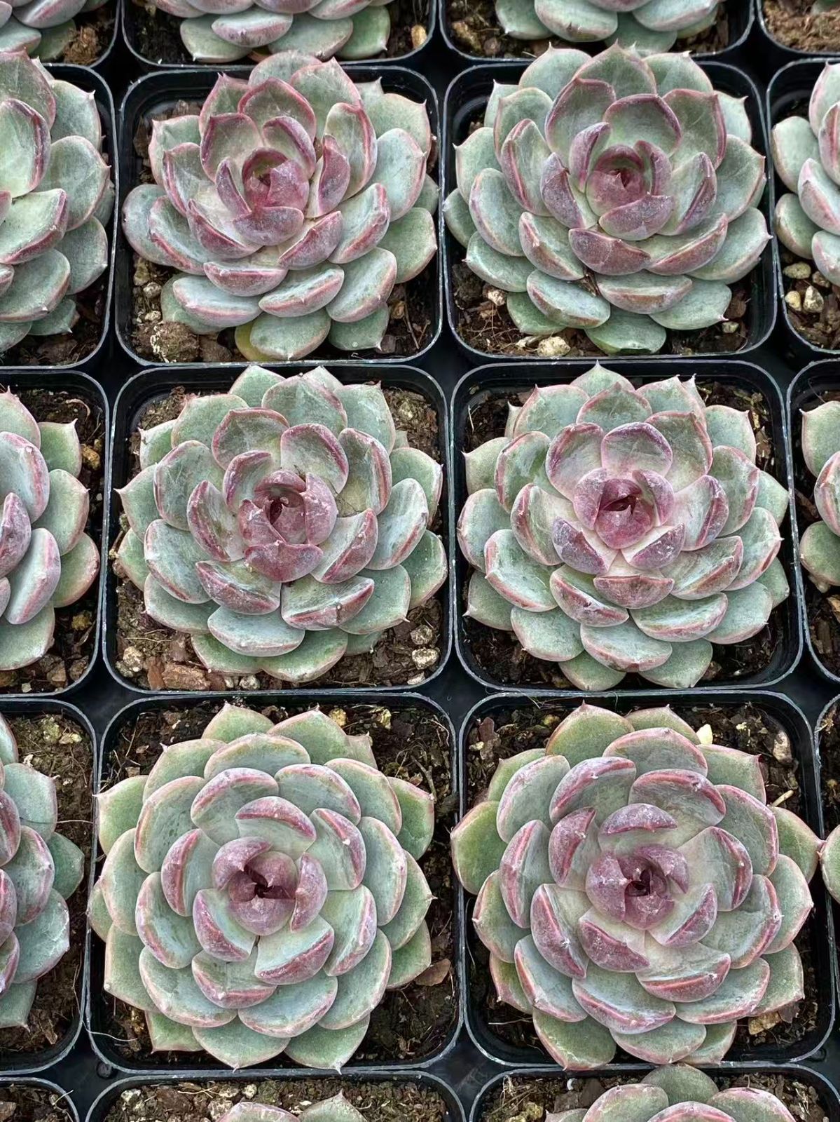 アエオニウム エケベリア