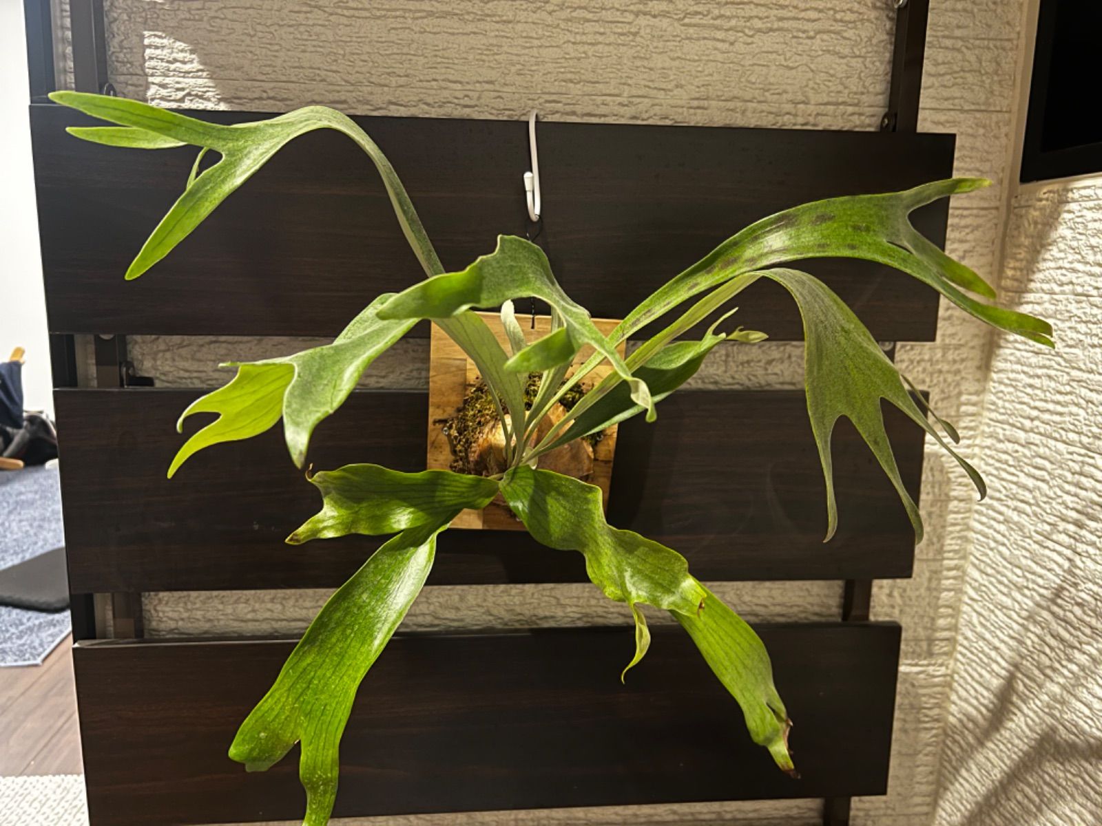 ビカクシダ P.Foongsiqi spore FSQ ビカクシダ spore FSQ 植物④ 吊り