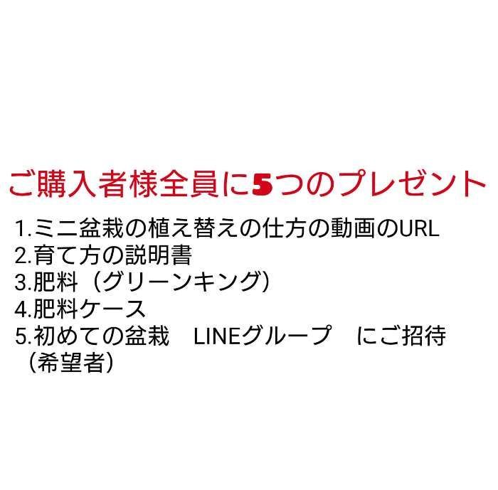 苗木素材