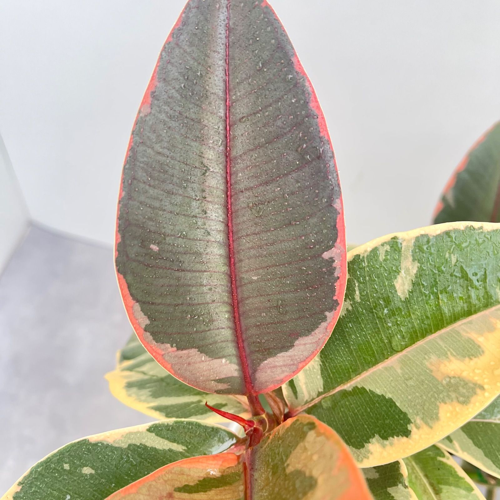 ［現品］4番　カシワバゴムノキ　フィカス　リラータ　ストレート　8号　大型　室内 現品］4番 カシワバゴムの木 フィカス リラータ ストレート 8号