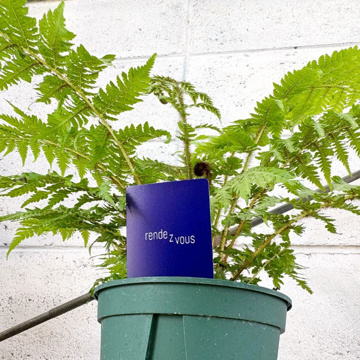 観葉植物】希少 オージープランツ キアテア クーペリー ヘゴ 5号