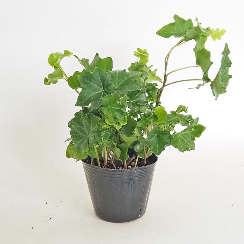 ＩＴＡＮＳＥ ヘデラ パーサリークレステッド 3号 6個セット 品種で選べる観葉植物 学名 Hedera helix Pasleu Crested ウコギ科ヘデラ属 耐寒性常緑つる性多年草 別名 アイビー セイヨウキヅタ フユヅタ 冬蔦 英名