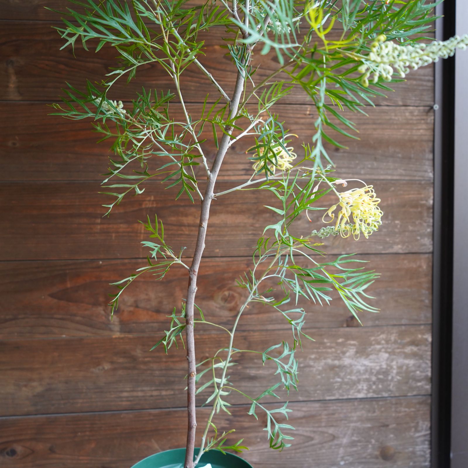 オリーブ 創樹 souju ルッカ 8号鉢つき 幹太❗ ⑧ 観葉植物 オリーブ