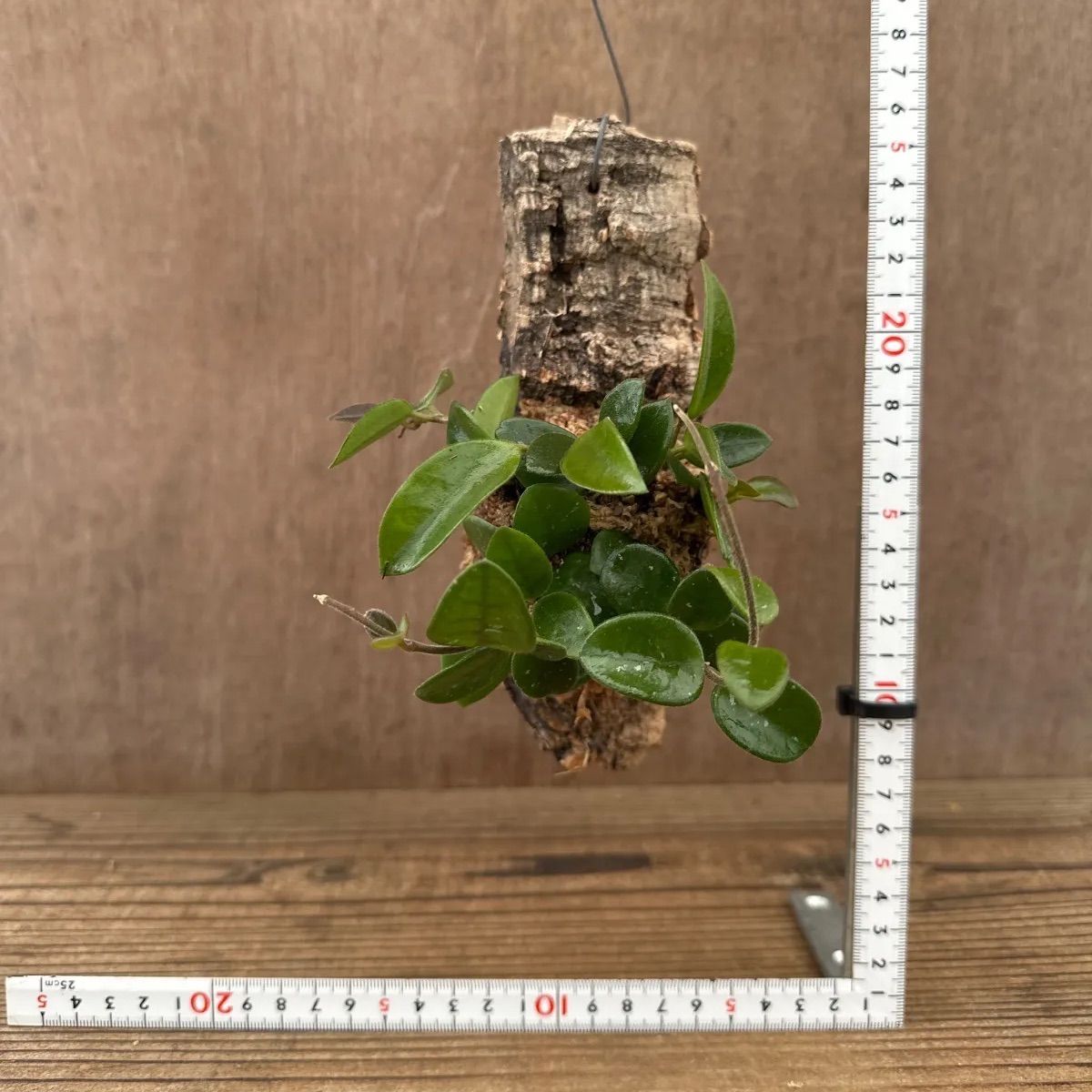 7 ホヤ マチルダ 中斑入り 桜蘭 レア品種 7 ホヤ マチルダ 中斑入り