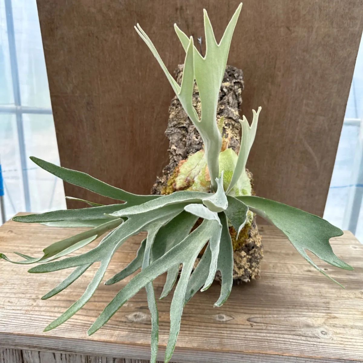 ビカクシダ ヴィーチー ベイチー コルク 板付け 大きい 珍奇植物