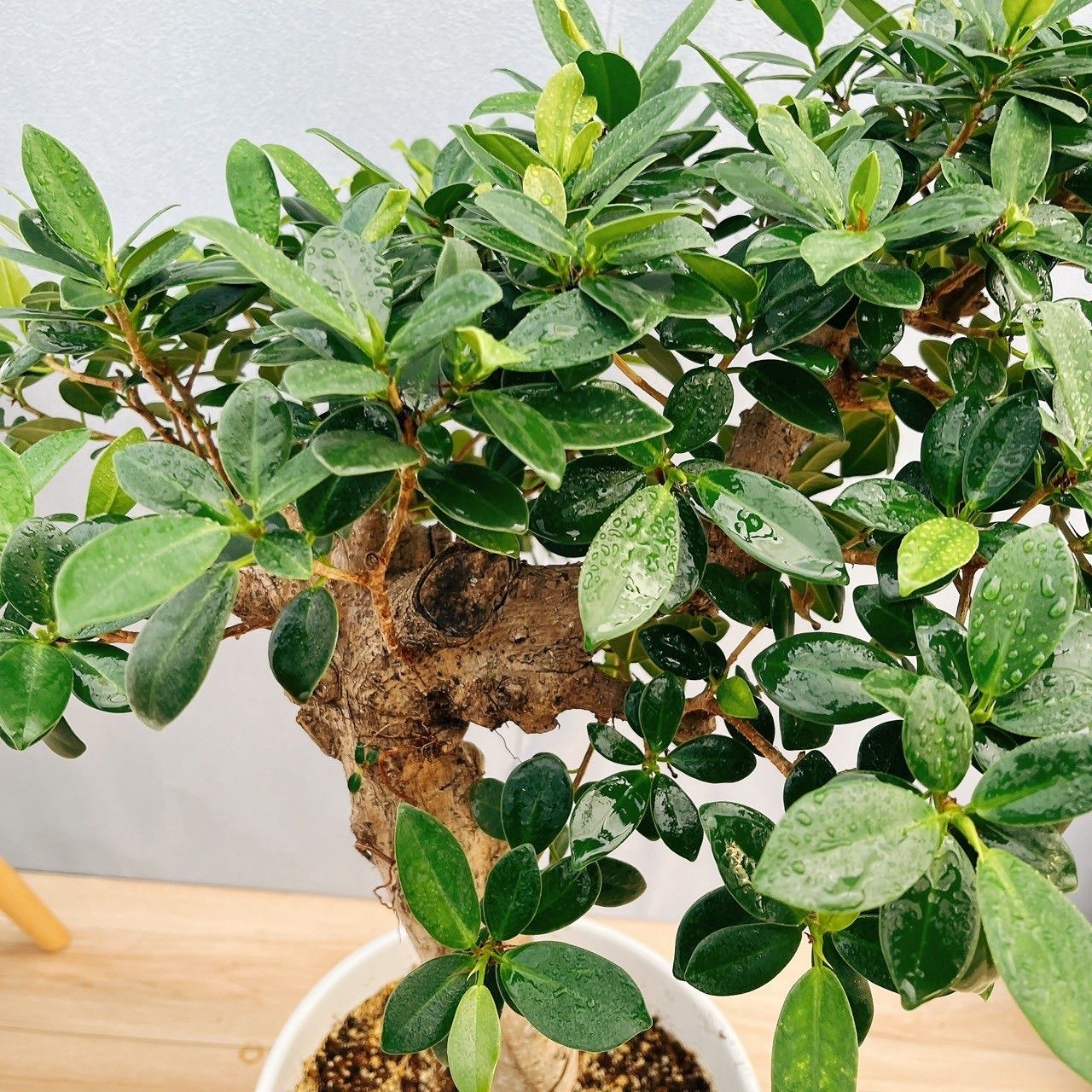 現品］【希少】2番 ガジュマル 極太 観葉植物 室内 レア ゴムの