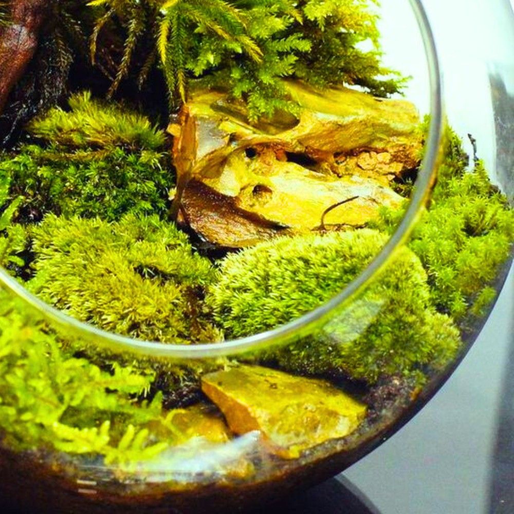 高原の苔】ホソバオキナゴケ シラガゴケ ヤマゴケ 苔テラリウム 苔