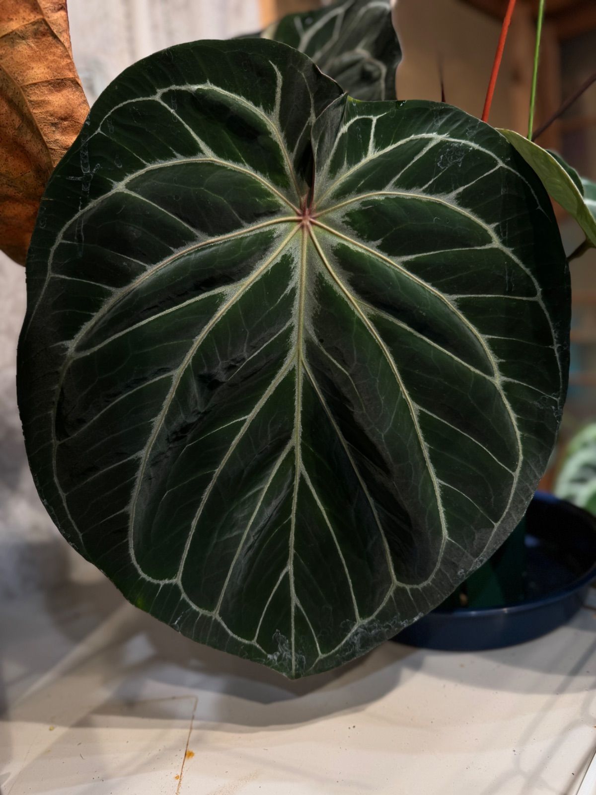 Anthuroom】Anthurium 'King of Spades' (original) x 'Red