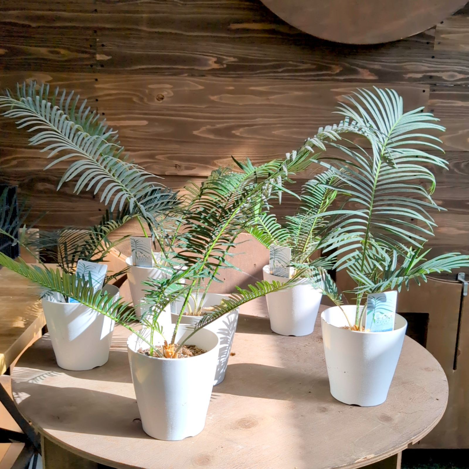 サイカス　タイシルバー　No.001　鉢、送料込　メルカリ便 ソテツ サイカス タイシルバー 【 1鉢販売おまかせ特価 】鉢のまま発送