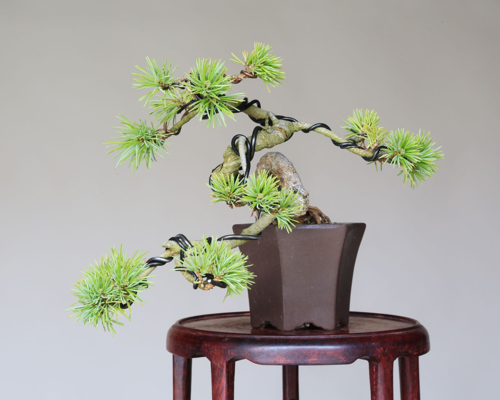 吾妻五葉松【大巓性】ダイテンショウ 実生 根上り 小品盆栽【泰寿園