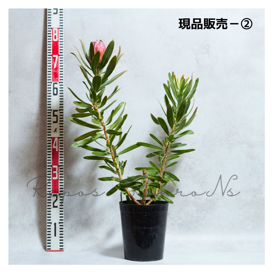 ドライガーデン