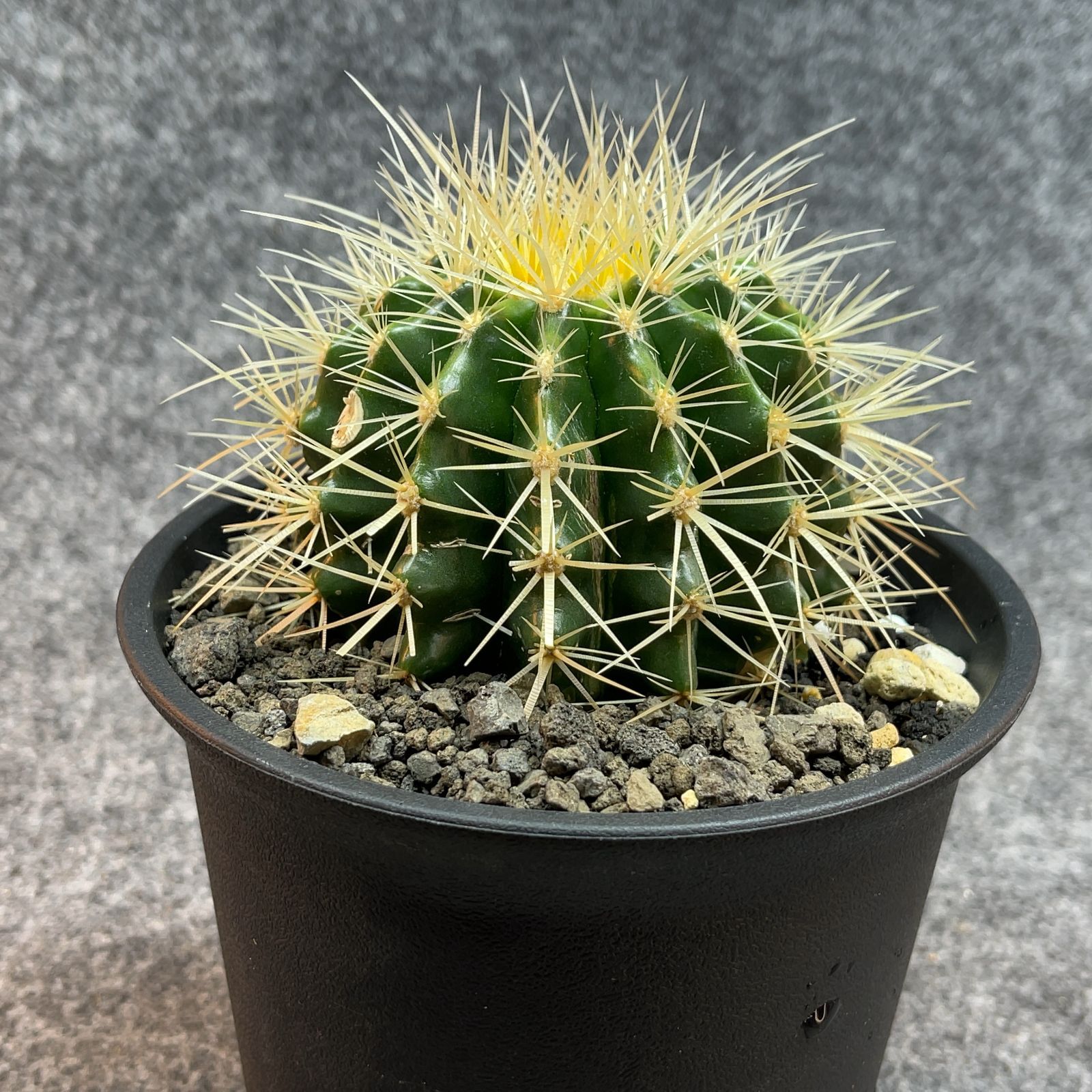 【在庫僅少】 クビフォルミス プセウドリトス 安心のメルカリ便 鉢ごと 実生株 塊根植物・コーデックス