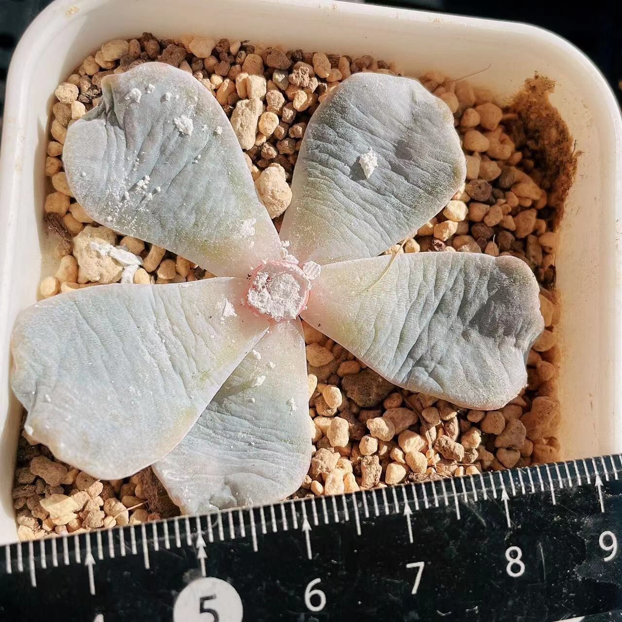 ❤️専用出品❤️✨メルカリ便✨クリスペートビューティー  ❤️抜き苗❤️パープル札 多肉植物 クリスペートビューティー二枚目出品苗 抜き苗 - メルカリ