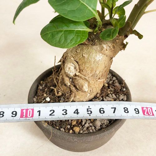 塊茎植物 オンブー(フィトラッカ・ディオイカ) 3号陶器鉢(現品 一点