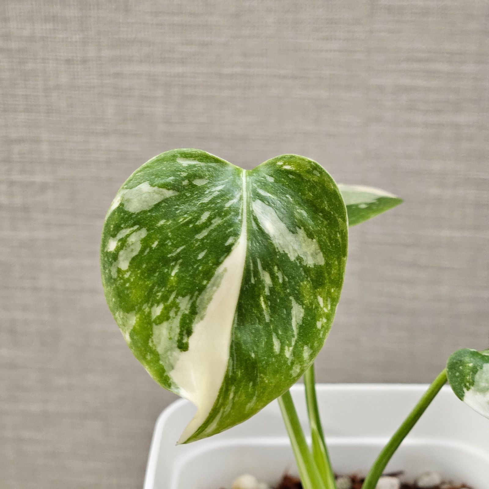 モンステラ デリシオーサ 美斑入 タイコンストレーション 発根済 水耕栽培