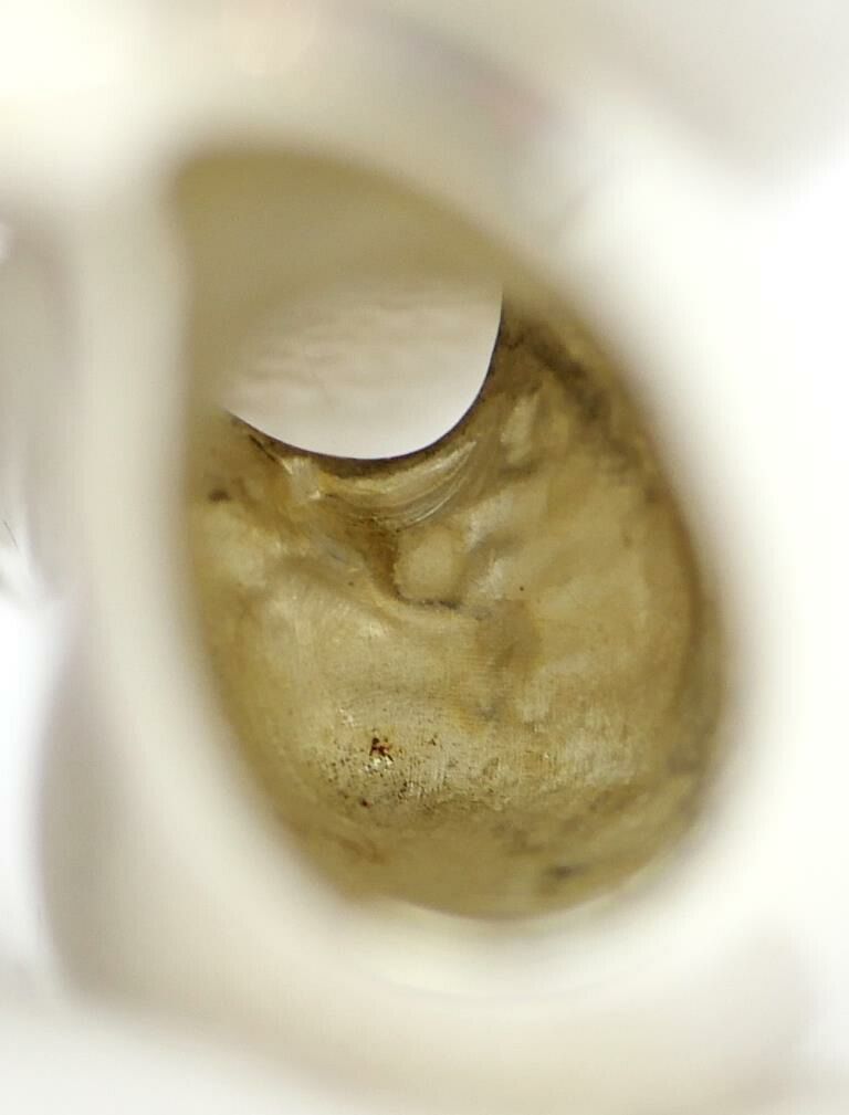 ジェンセン Georg