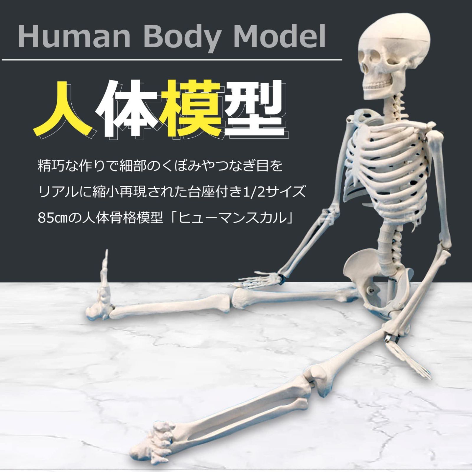 人気商品】スタンド(85cm 骨格 台座付き) 人体 教材 骸骨 関節 人気商品】スタンド(85cm 骨格 台座付き) 人体 教材 骸骨 関節