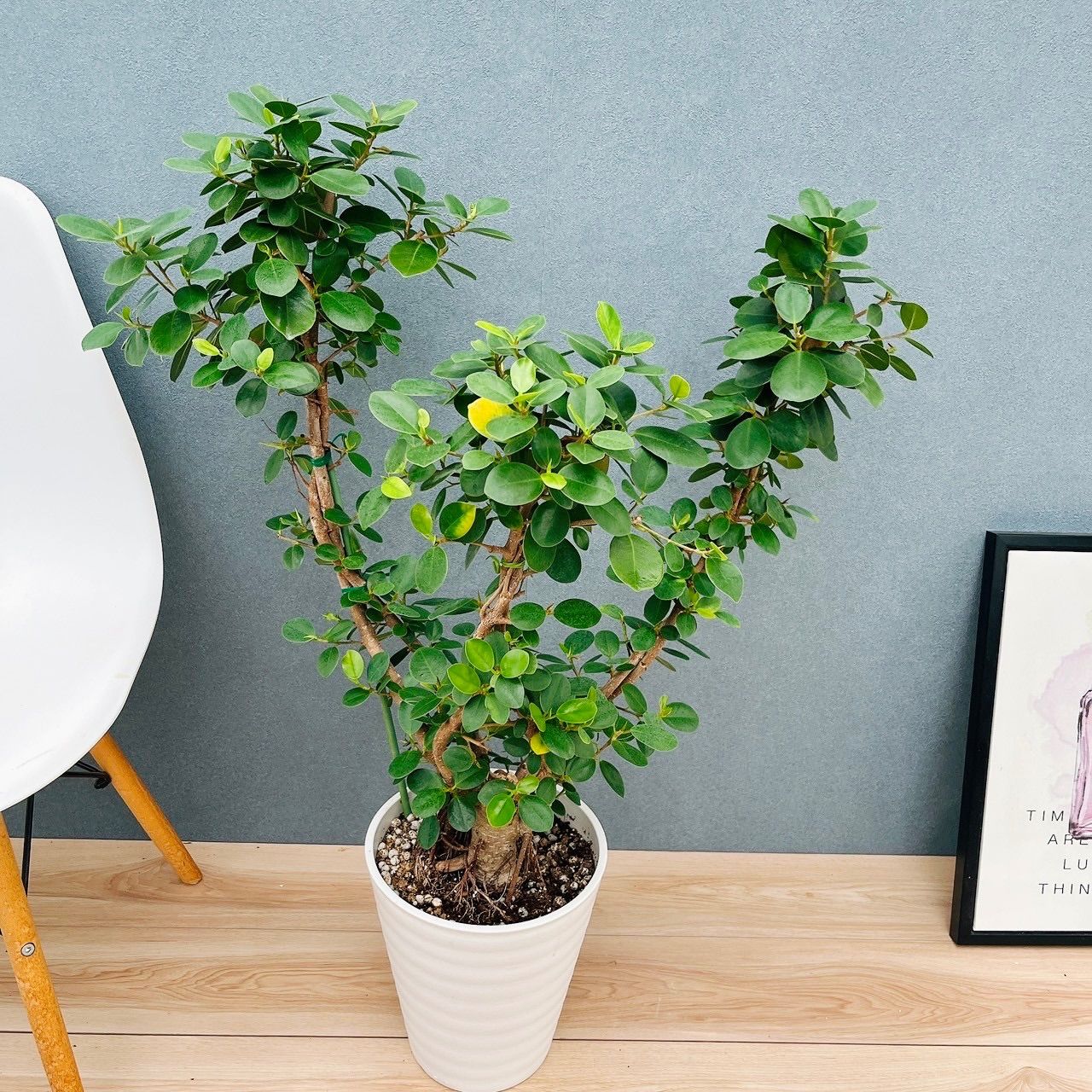 現品］【希少】A2 パンダガジュマル 8号 観葉植物 室内 レア ゴムの木