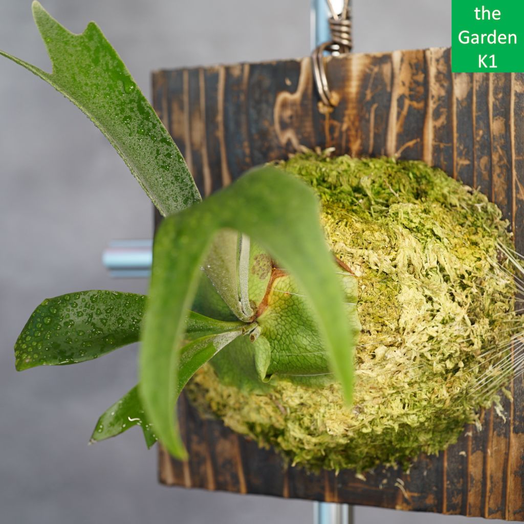 ビカクシダ A30 ビカクシダ】ブルーダイアモンド #1 幼苗 BD20006 板