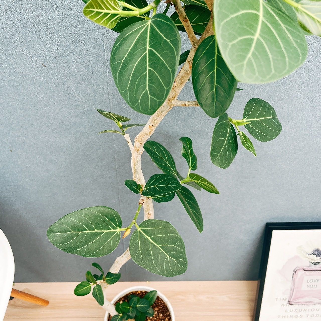 現品］95番 フィカス ベンガレンシス 曲がり 8号 観葉植物 室内 大型