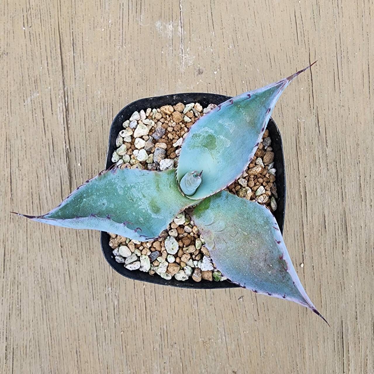 抜き苗発送】アガベ シュリベイマタペンシス Agave shrevei ssp 抜き苗発送】アガベ シュリベイマタペンシス Agave shrevei ssp