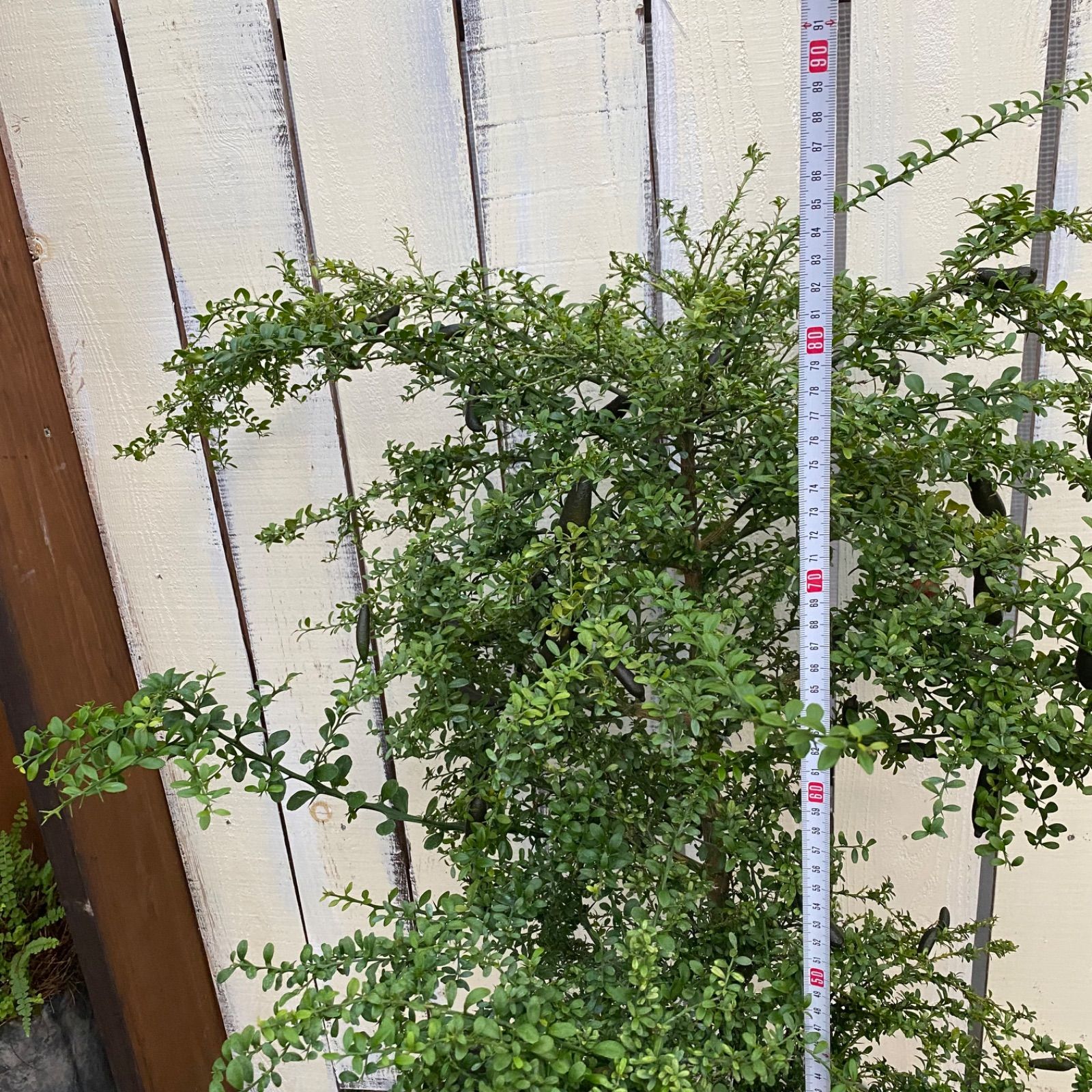 リトルルビー 実付き