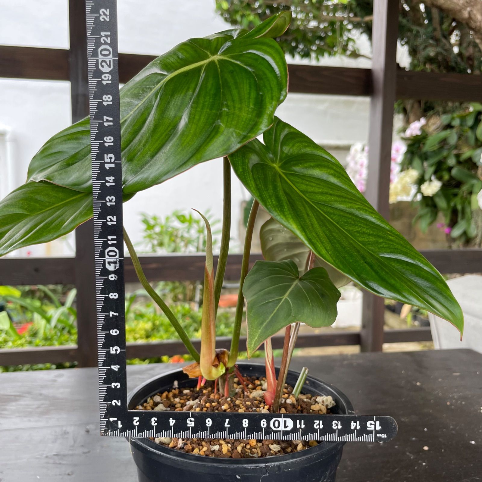 綺麗で元気な大株2株入り】 フィロデンドロン グロリオーサム Philodendron Gloriosum - メルカリ