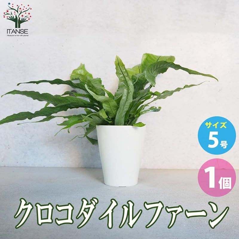 クロコダイルファーン5号鉢 品種で選べる観葉植物 リビングやオフィスの窓辺向きサイズ 1個売り 学名 Microsorum musifolium Crocodyllus ウラボシ科ミクロソリウム属 非耐寒性着生植物 原産地 東南アジアなど 別名