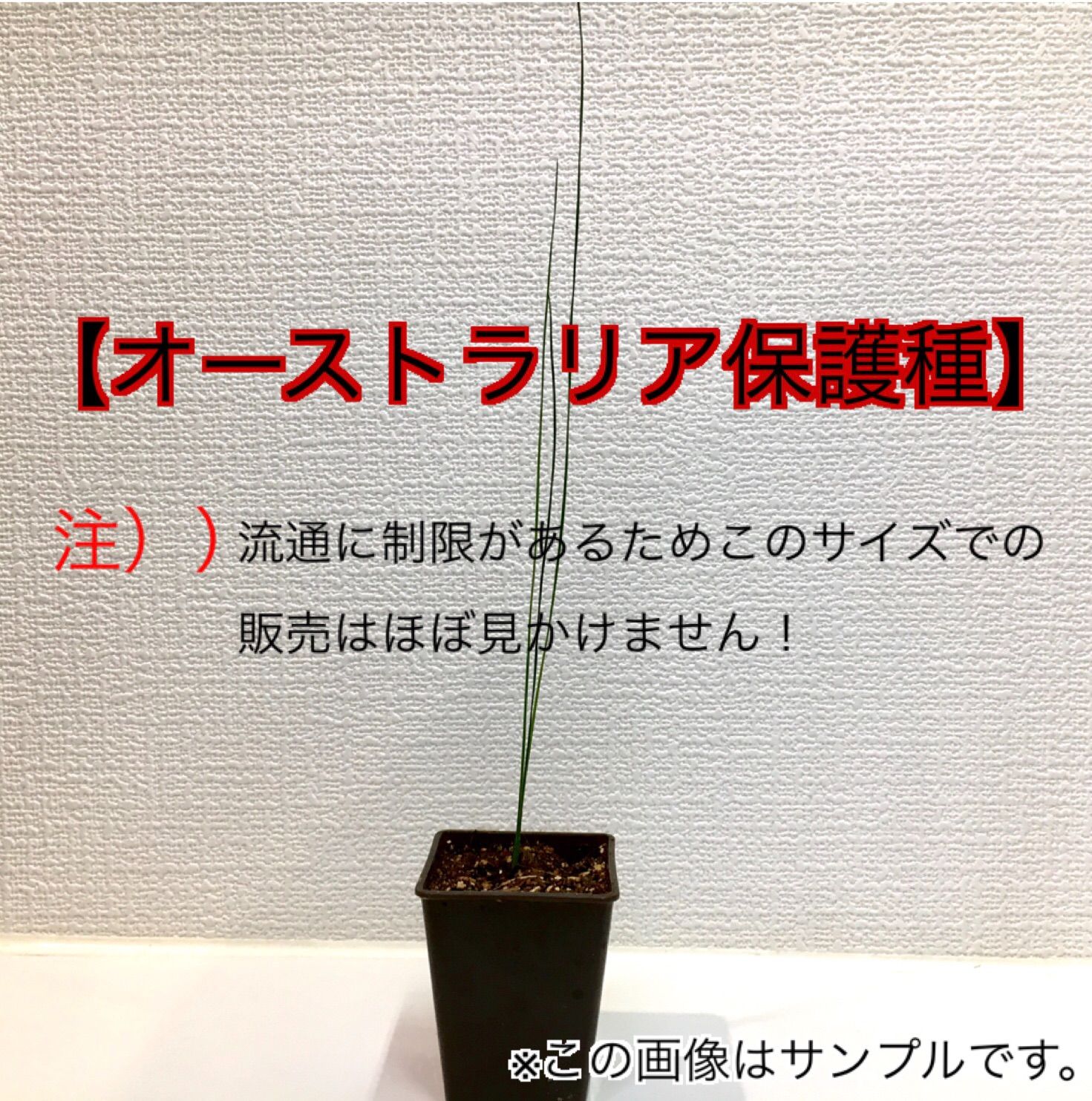 実生株】 クサントロエア グラウカ ブラックボーイ グラスツリー