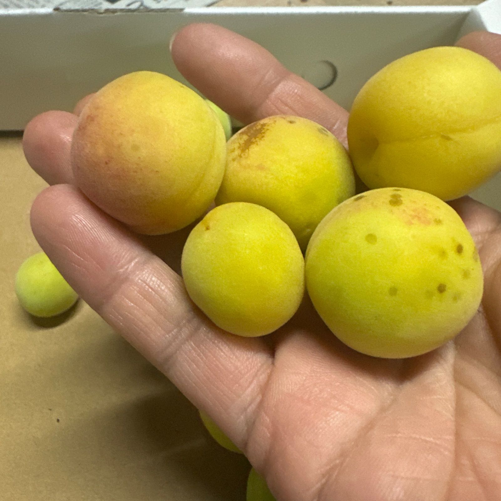 01.隣県限定 常温 10kg 山形県産 谷沢梅 完熟 中熟 梅ジャム ジュース 10kg・隣県限定 常温】山形県産 谷沢梅 完熟 中熟 梅ジャム
