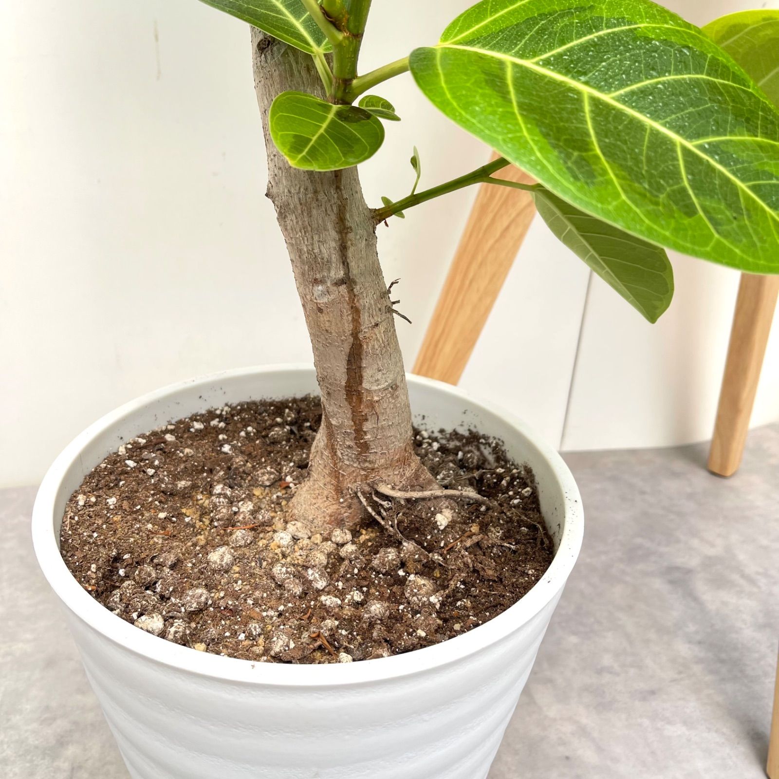 フィカス アルテシマ 曲がり 14【現品】観葉植物 室内 大型