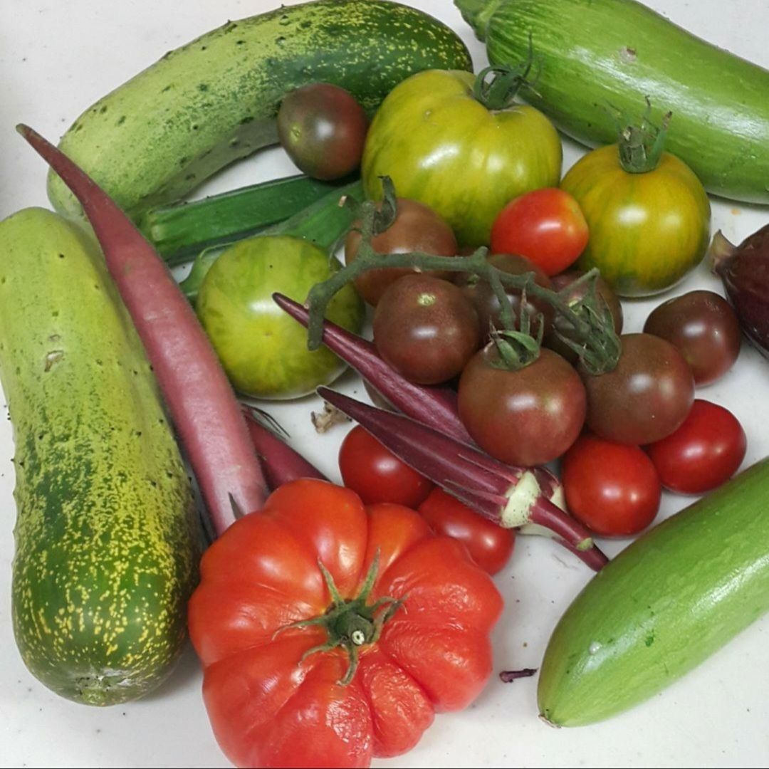 マーケターきゅうりの種(Marketer Cucumber・固定種) - メルカリ