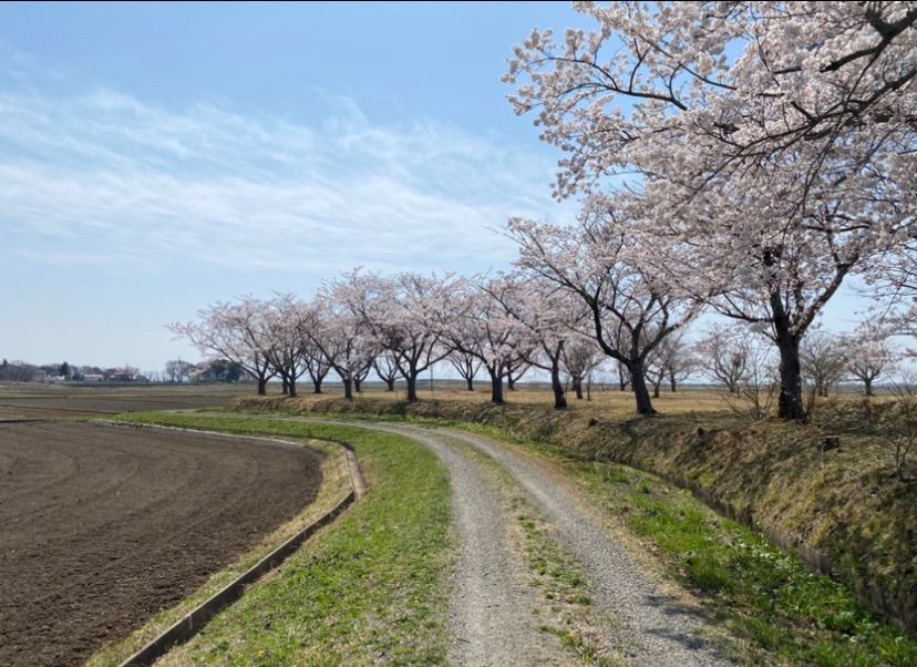 令和5年新米】まっしぐら 30kg 青森米 精米無料 桜米 - 米