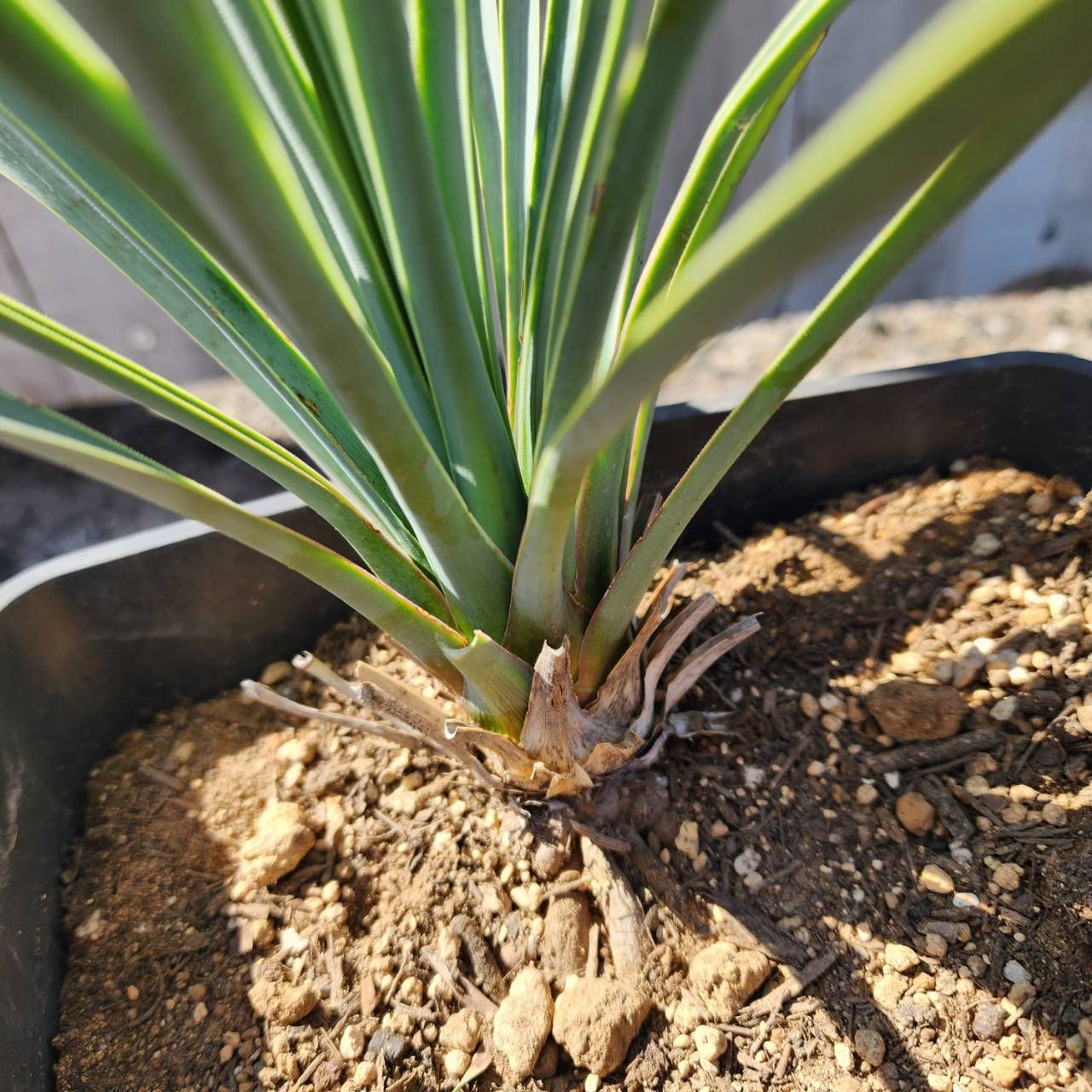 【AL812】ユッカ　リギダ　超極太 1m33cm シルバー 極太 ユッカ リギダ Yucca rigida レア ドライ
