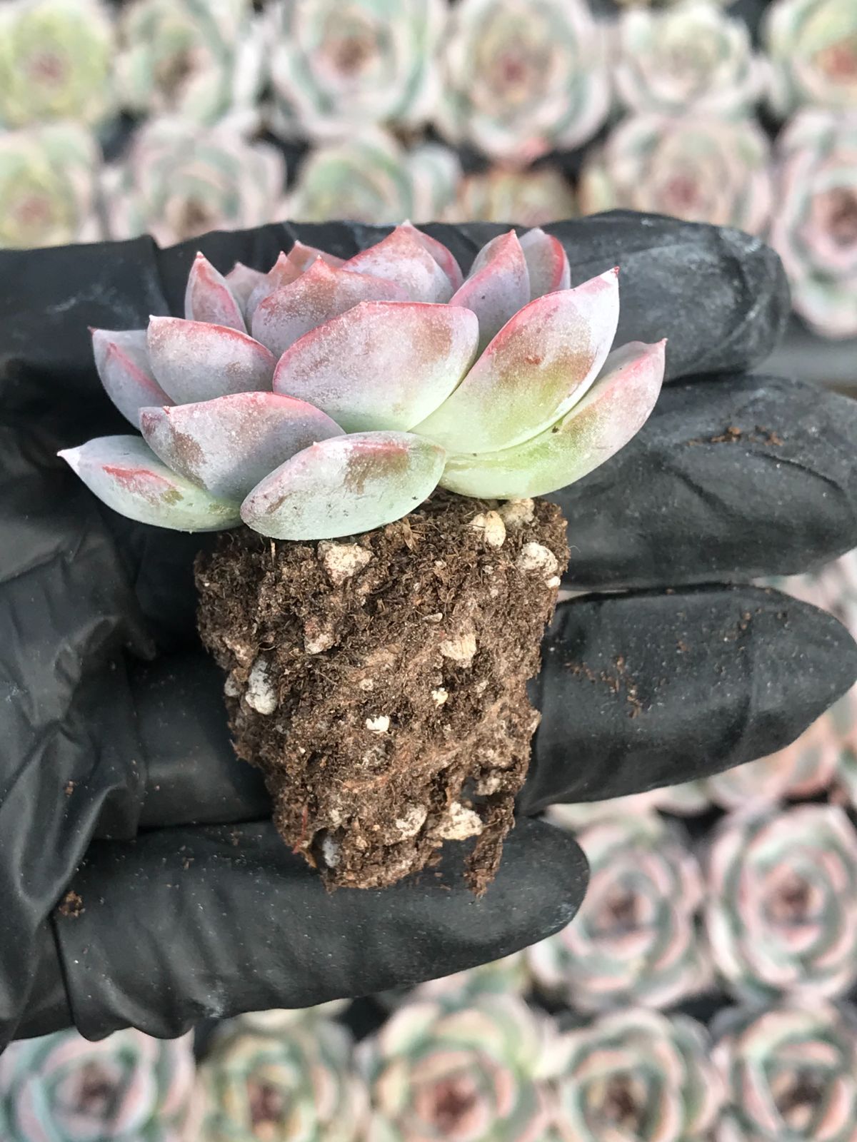 105株 G38-4 多肉植物 エケベリア クリーム美人 サボテン 観葉