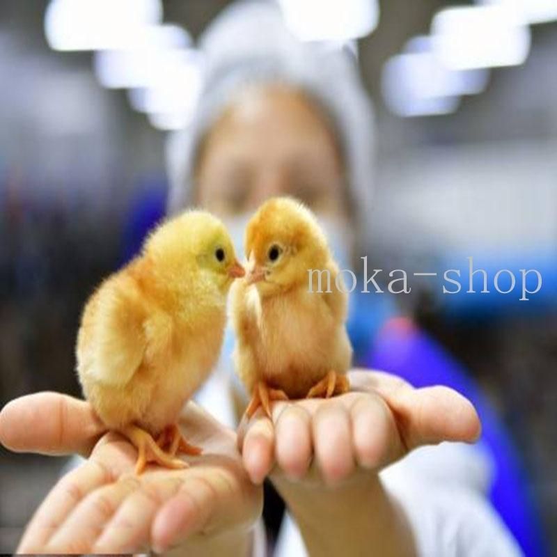 鳥類 ふ卵器