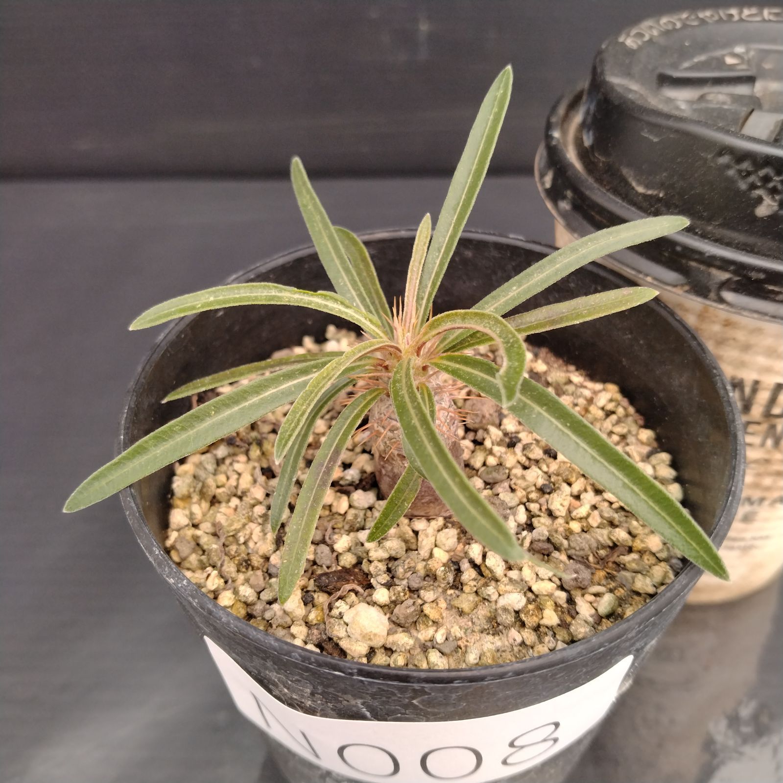 パキポディウム グラキリス 実生7年 3分頭 塊根植物① X056【自社養生株】パキポディウム グラキリス（実生・発根株