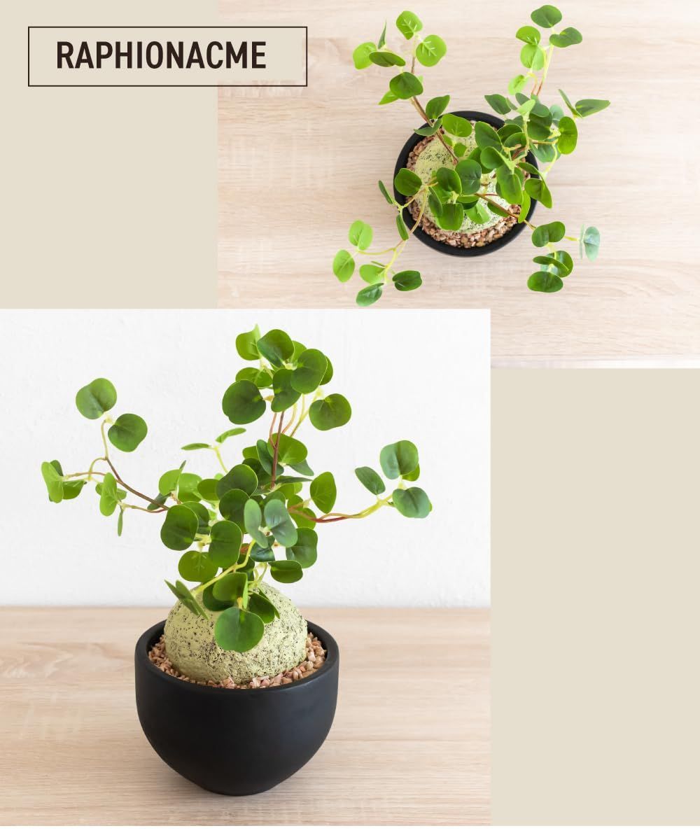 ラフィオナクメ　ベルチナ　巨大　塊根植物 数量限定】ラフィオナクメ コーデックス 塊根植物 おしゃれ 多肉