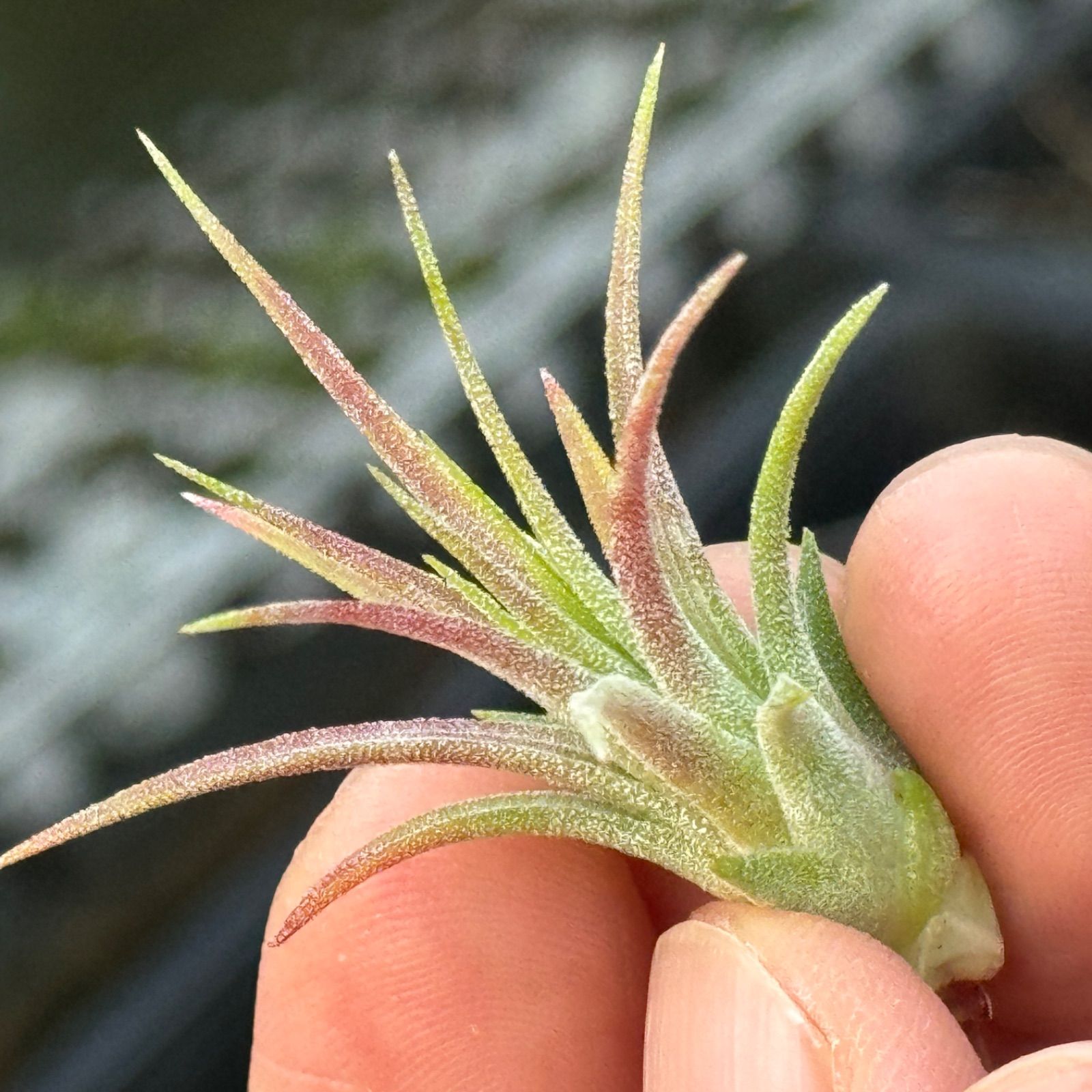 チランジア モンキーテール Tillandsia ionantha Monkey Tail＊エア