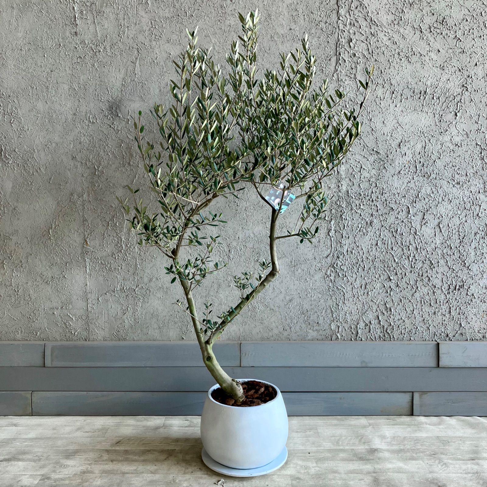厳選された植物と鉢】美形 オリーブの木 souju マンザニロ 人気 8号
